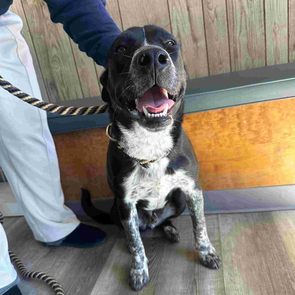 Enlarge Creed, a Adoptable Australian Cattle Dog / Blue Heeler in Waco, TX image 2/4