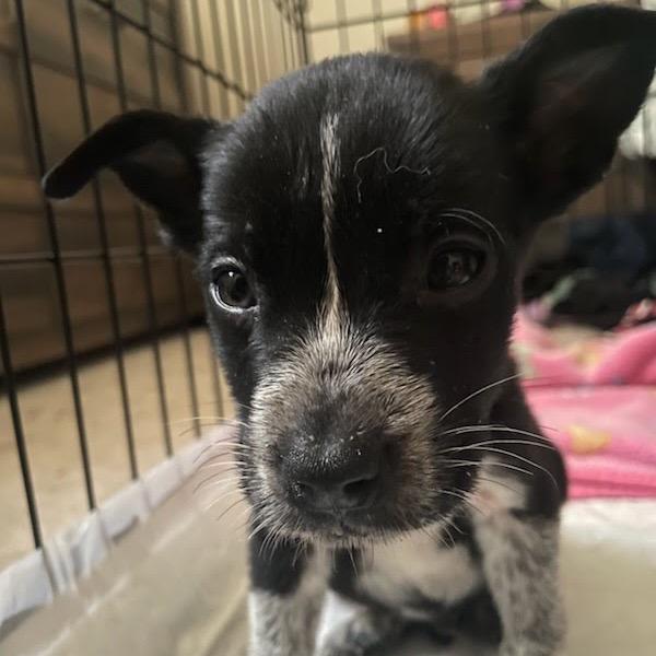Enlarge Creed, a Adoptable Australian Cattle Dog / Blue Heeler in Waco, TX image 3/4
