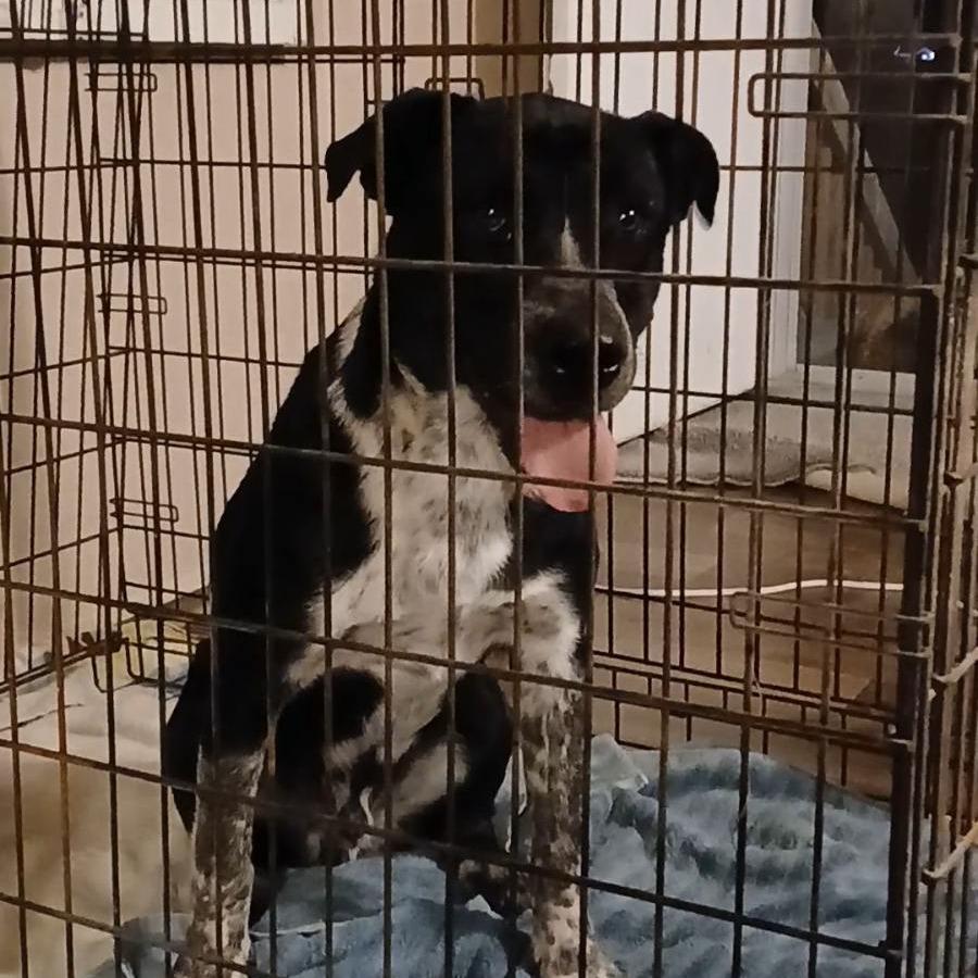 Enlarge Creed, a Adoptable Australian Cattle Dog / Blue Heeler in Waco, TX image 4/4