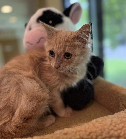Goldfinch, Adoptable, Young Male Domestic Medium Hair.
