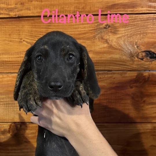 Enlarge Cilantro Lime, a Adoptable mixed breed in North Charleston, SC image 1/1