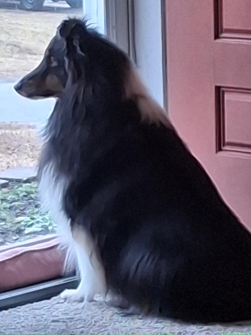 Enlarge Shadow 2 2025, a Adoptable Shetland Sheepdog / Sheltie in Mission, KS image 1/3