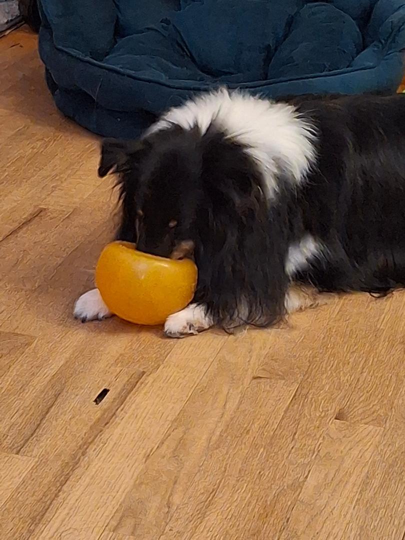 Enlarge Shadow 2 2025, a Adoptable Shetland Sheepdog / Sheltie in Mission, KS image 2/3