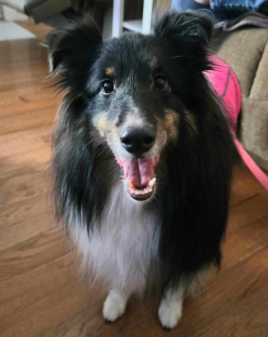 Enlarge Shadow 2 2025, a Adoptable Shetland Sheepdog / Sheltie in Mission, KS image 3/3