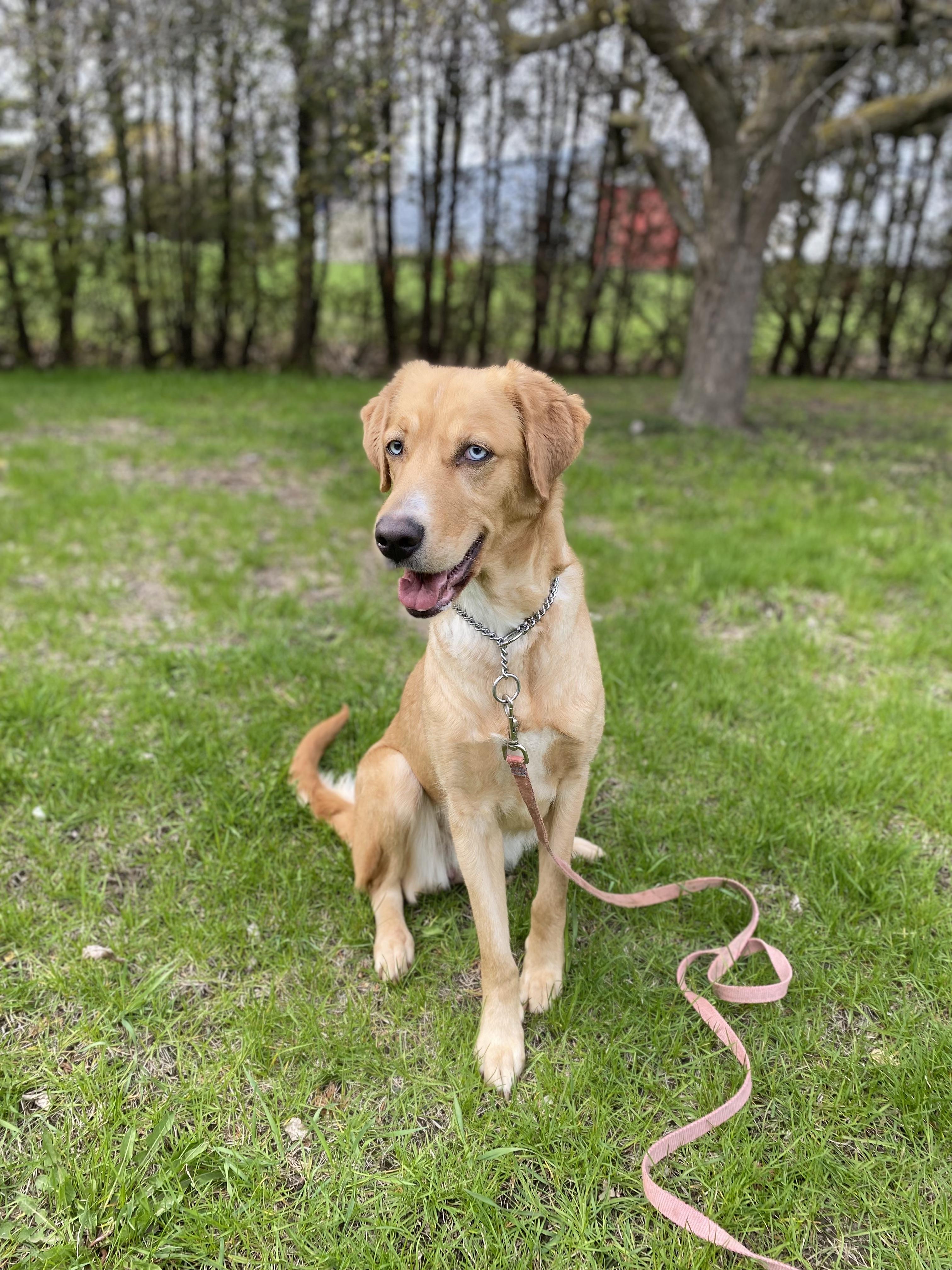 Marley, a ADOPTABLE mixed breed in Vaudreuil-Dorion, QC image 4/5
