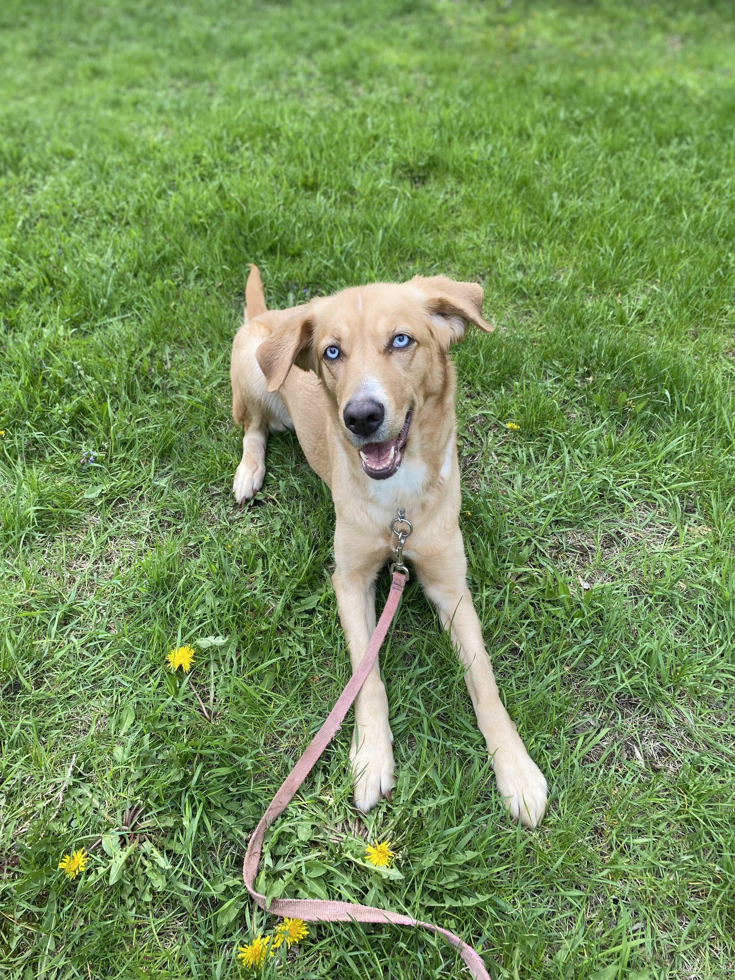 Marley, a ADOPTABLE mixed breed in Vaudreuil-Dorion, QC image 2/5