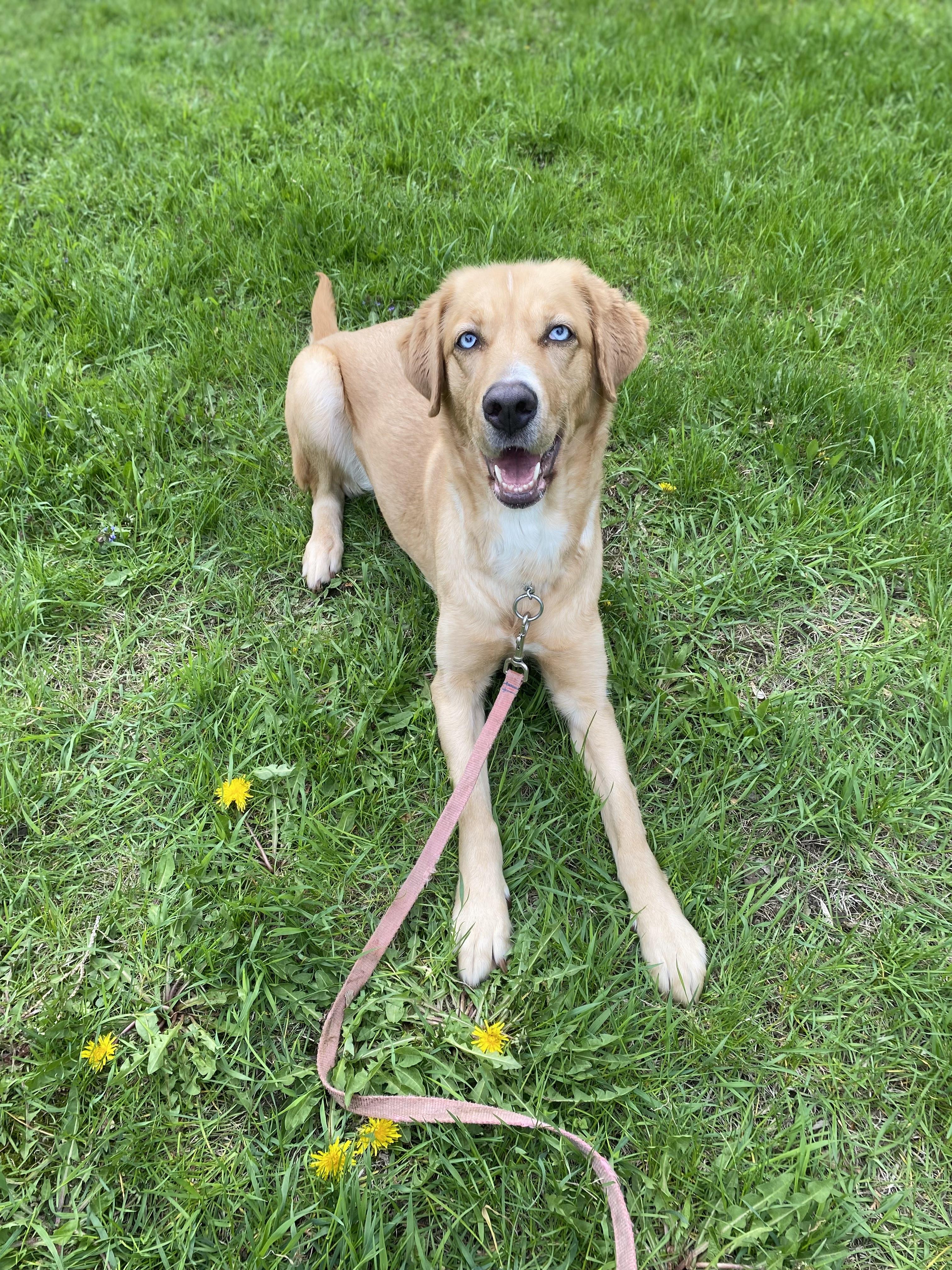 Marley, a ADOPTABLE mixed breed in Vaudreuil-Dorion, QC image 5/5