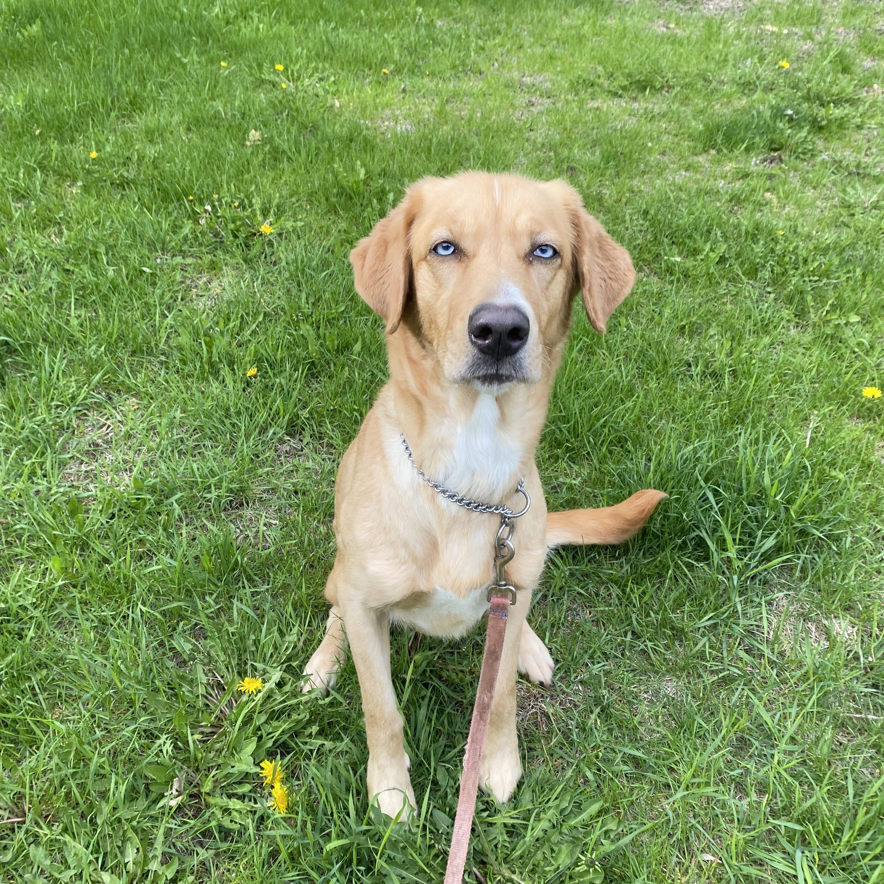 Marley, a ADOPTABLE mixed breed in Vaudreuil-Dorion, QC image 1/5
