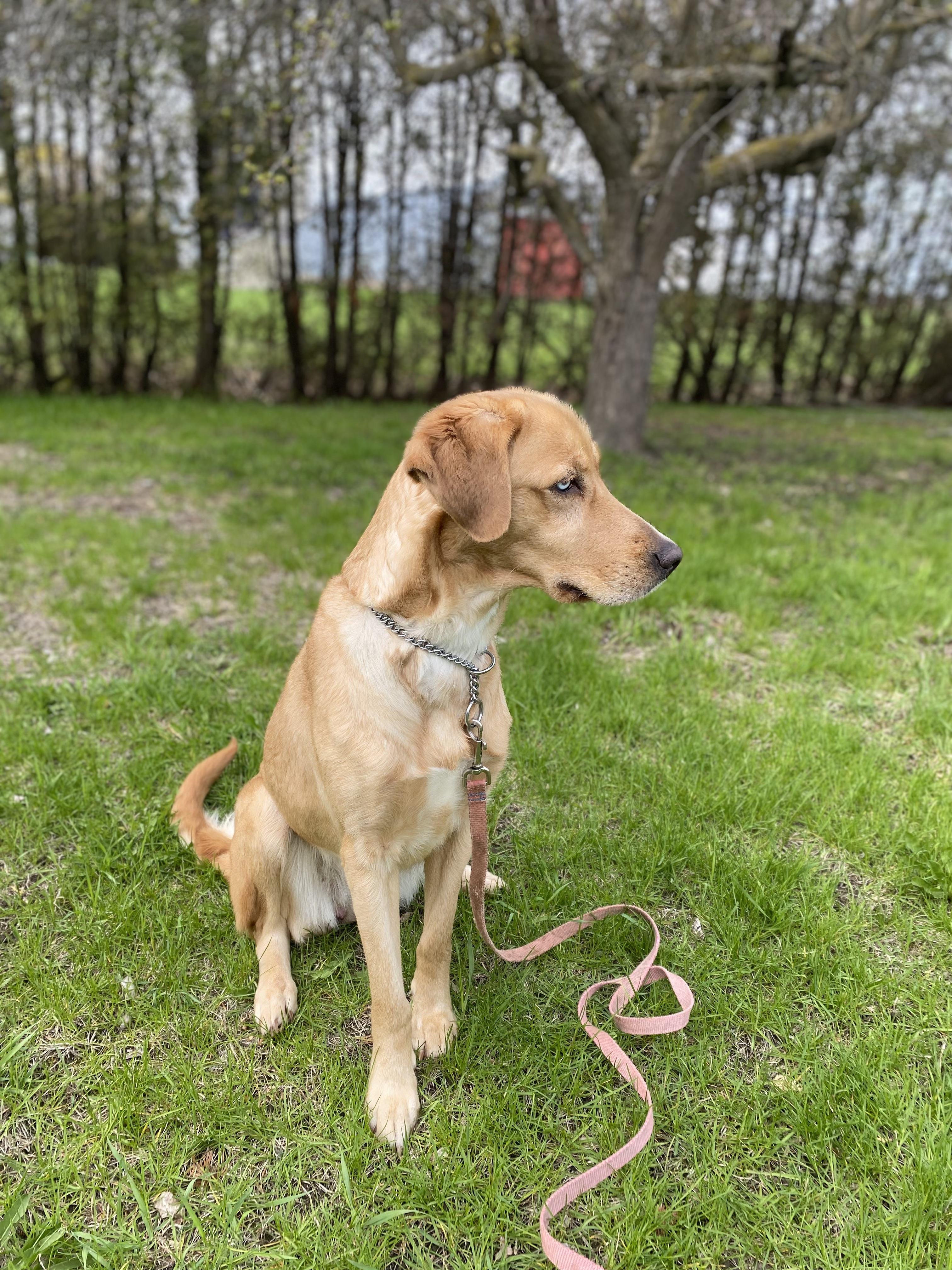 Marley, a ADOPTABLE mixed breed in Vaudreuil-Dorion, QC image 3/5