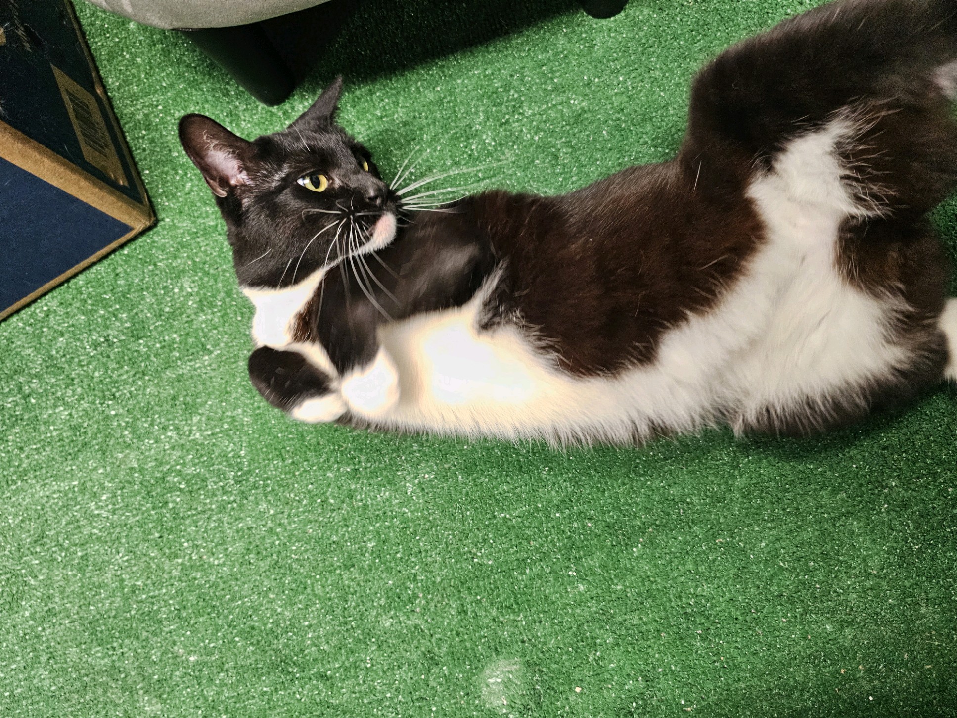 Cat for adoption Sprite This little lady is a survivor!, a Domestic