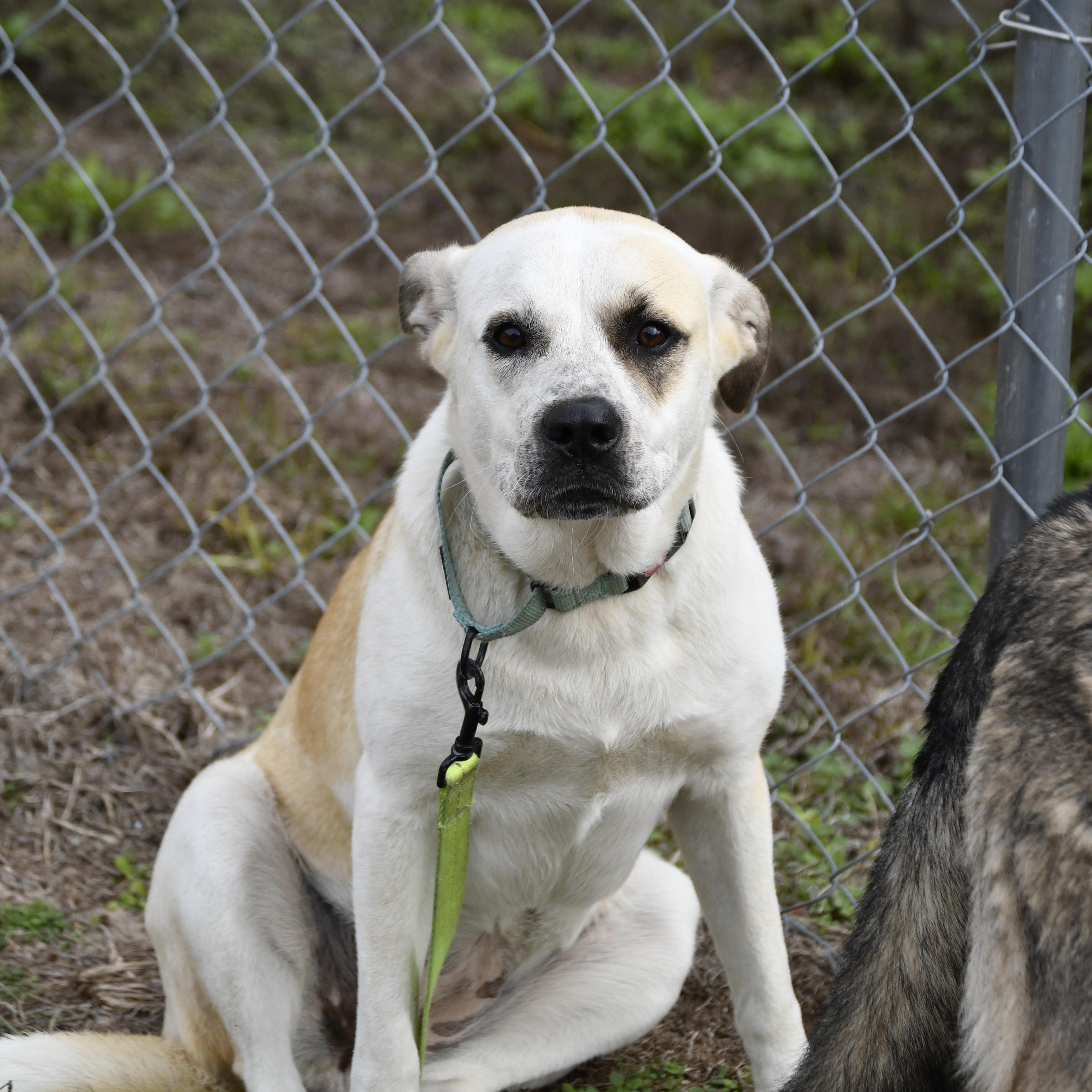 Enlarge Rosie, a ADOPTABLE Mixed Breed in Defuniak Springs, FL image 2/4