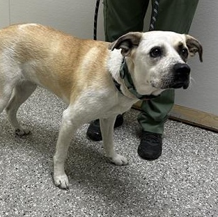 Enlarge Rosie, a ADOPTABLE Mixed Breed in Defuniak Springs, FL image 4/4