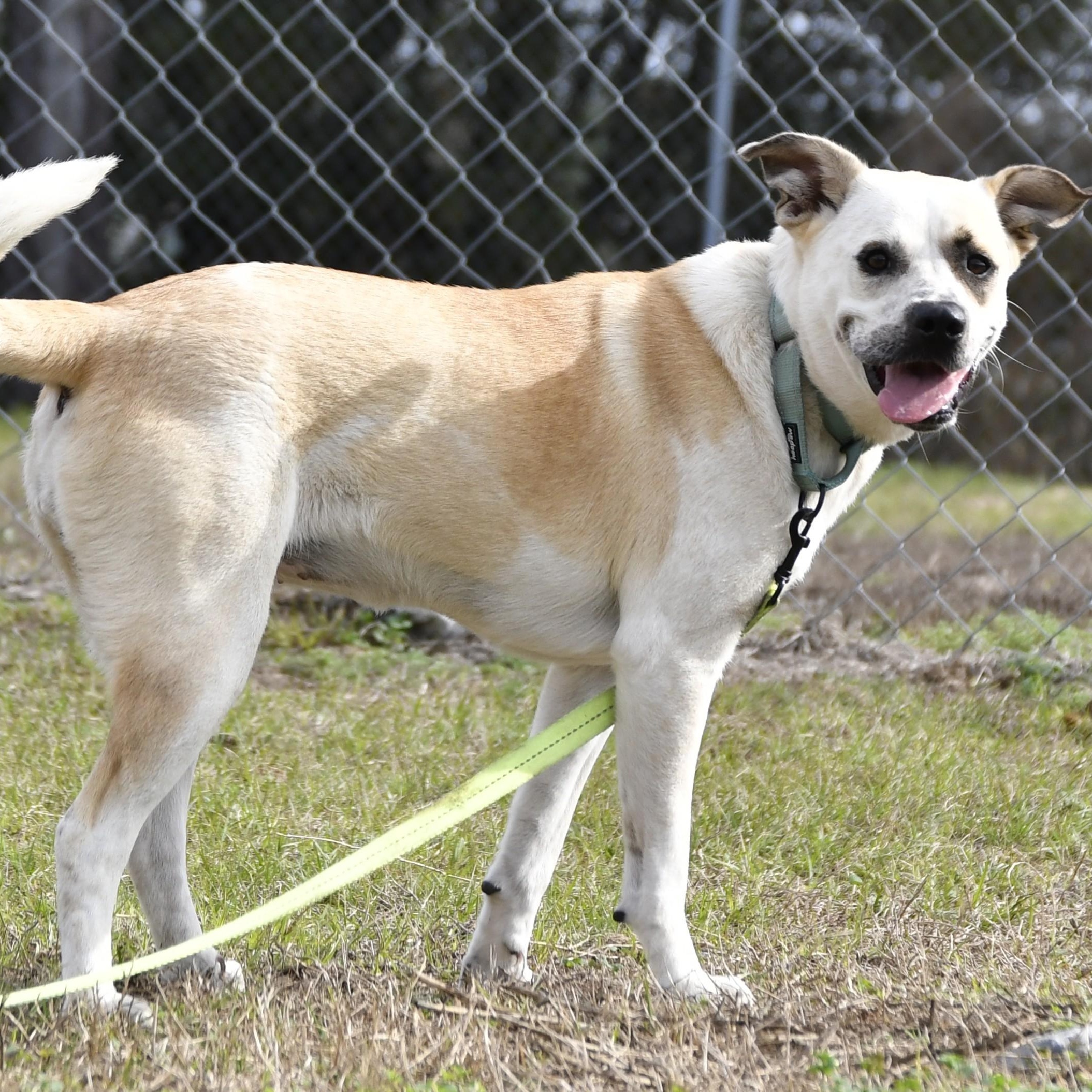Rosie, ADOPTABLE, Adult Female Mixed Breed.