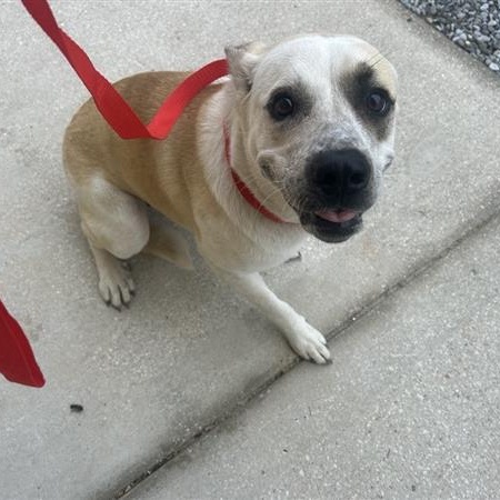 Enlarge Rosie, a ADOPTABLE Mixed Breed in Defuniak Springs, FL image 3/4