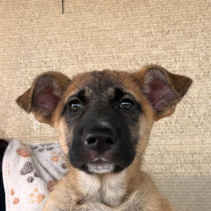 Henderson, Adoptable, Puppy Female Shepherd & Mixed Breed.