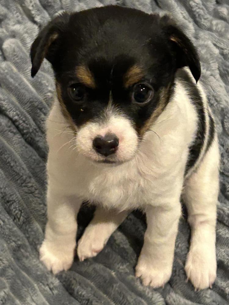 Tanquarey, Adopted, Puppy Female Rat Terrier & Chihuahua.