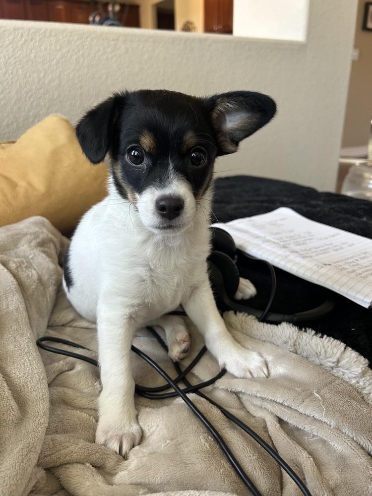 Enlarge Tanquarey, a Adopted mixed breed in Parker, CO image 2/2