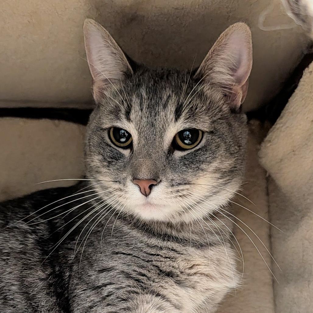Enlarge Osha, a Adoptable Domestic Short Hair in Long Beach, CA image 1/6