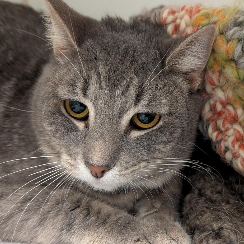 Osha, a Adoptable Domestic Short Hair in Long Beach, CA image 1/3