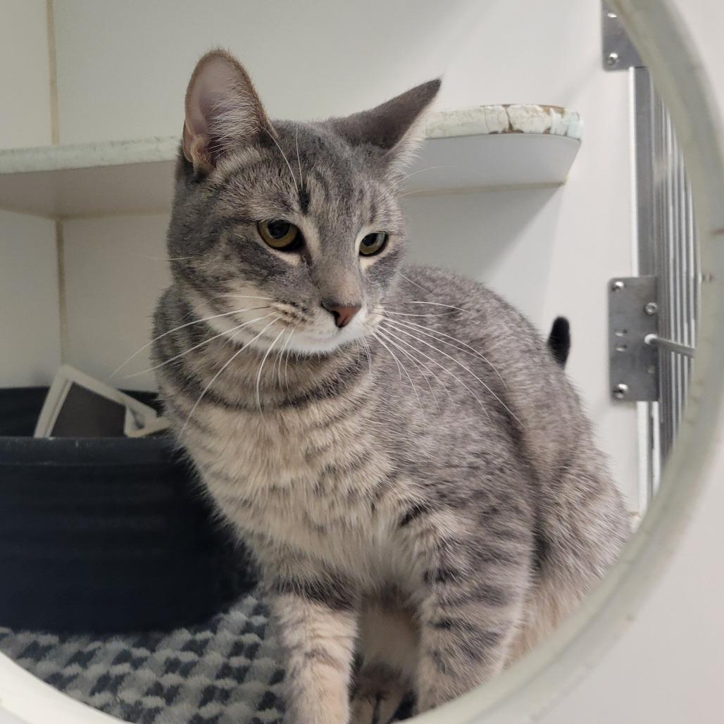 Enlarge Osha, a Adoptable Domestic Short Hair in Long Beach, CA image 3/6