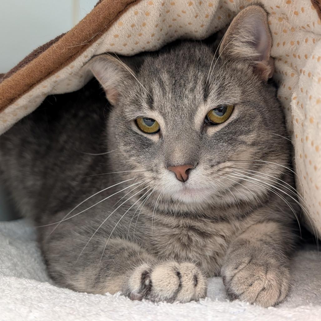 Osha, a Adoptable Domestic Short Hair in Long Beach, CA image 2/3