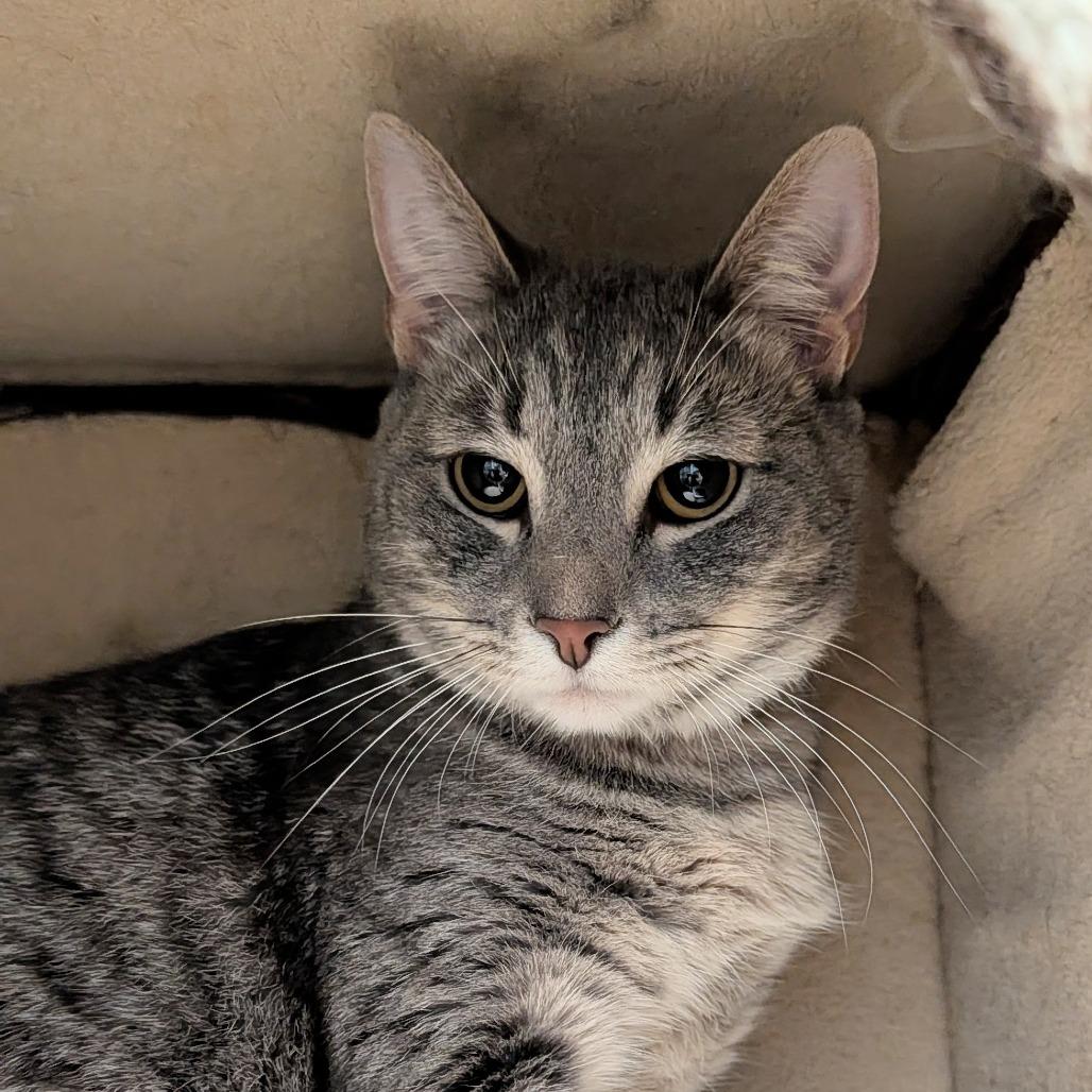 Enlarge Osha, a Adoptable Domestic Short Hair in Long Beach, CA image 5/6