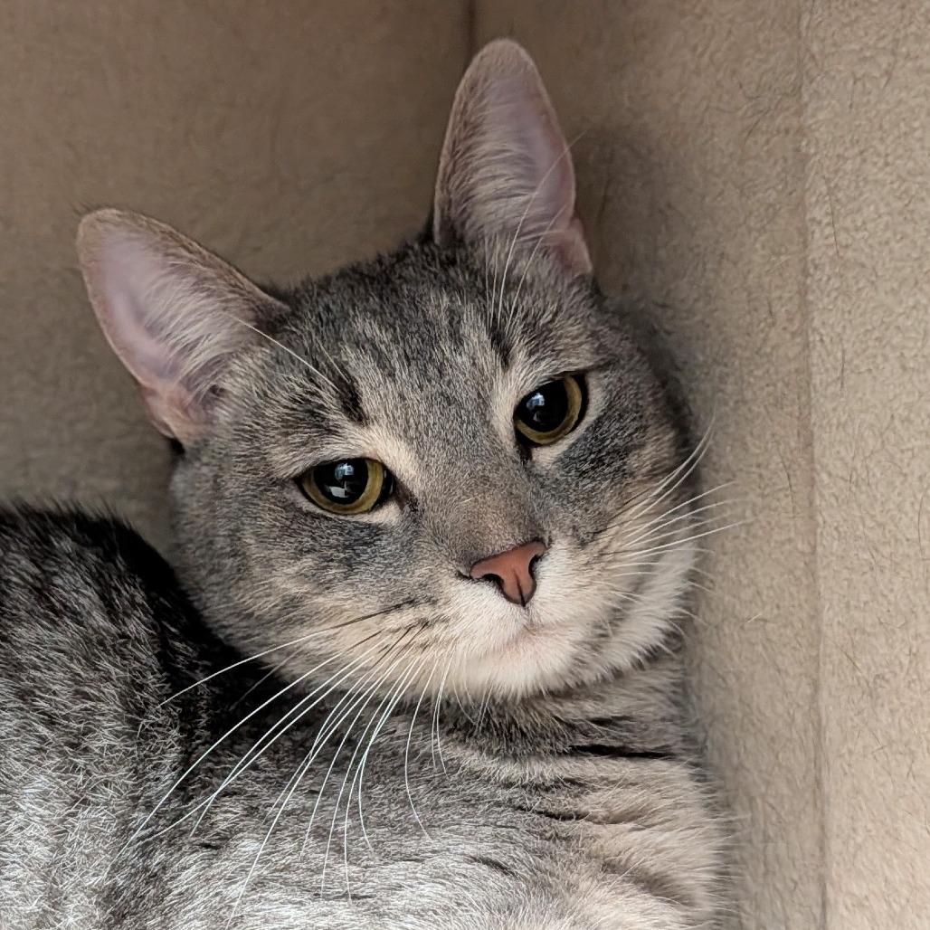 Enlarge Osha, a Adoptable Domestic Short Hair in Long Beach, CA image 6/6