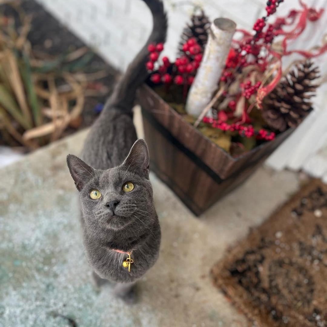 Thumbelina, an adopted Extra-Toes Cat / Hemingway Polydactyl in Richmond Dale, OH image 1/2