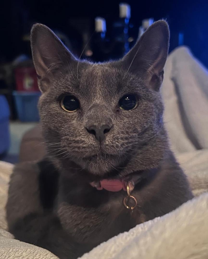 Thumbelina, an adopted Extra-Toes Cat / Hemingway Polydactyl in Richmond Dale, OH image 2/2