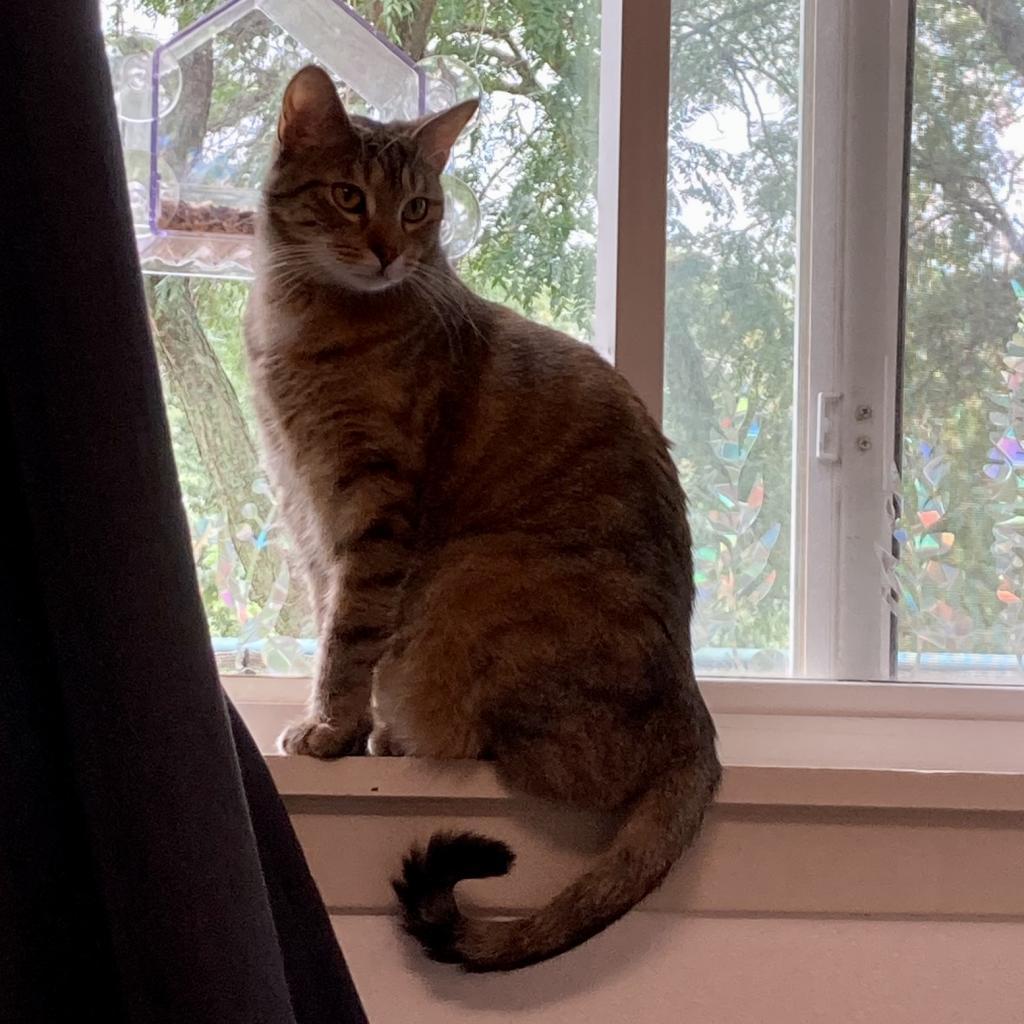 Julia, Adoptable, Adult Female Domestic Short Hair.