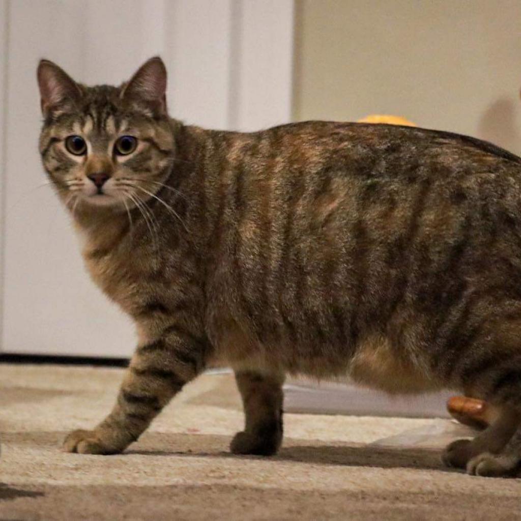 Julia, a Adoptable Domestic Short Hair in Madison, WI image 3/5