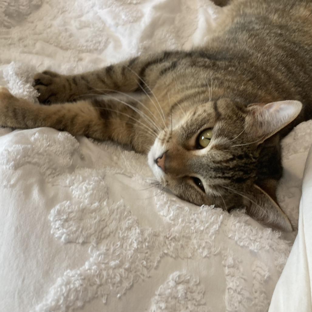 Julia, a Adoptable Domestic Short Hair in Madison, WI image 4/5