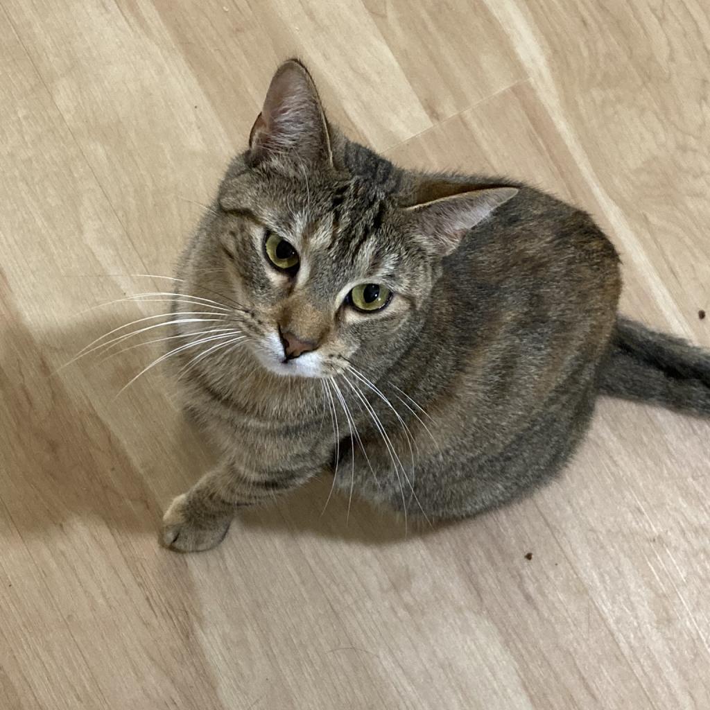 Julia, a Adoptable Domestic Short Hair in Madison, WI image 5/5