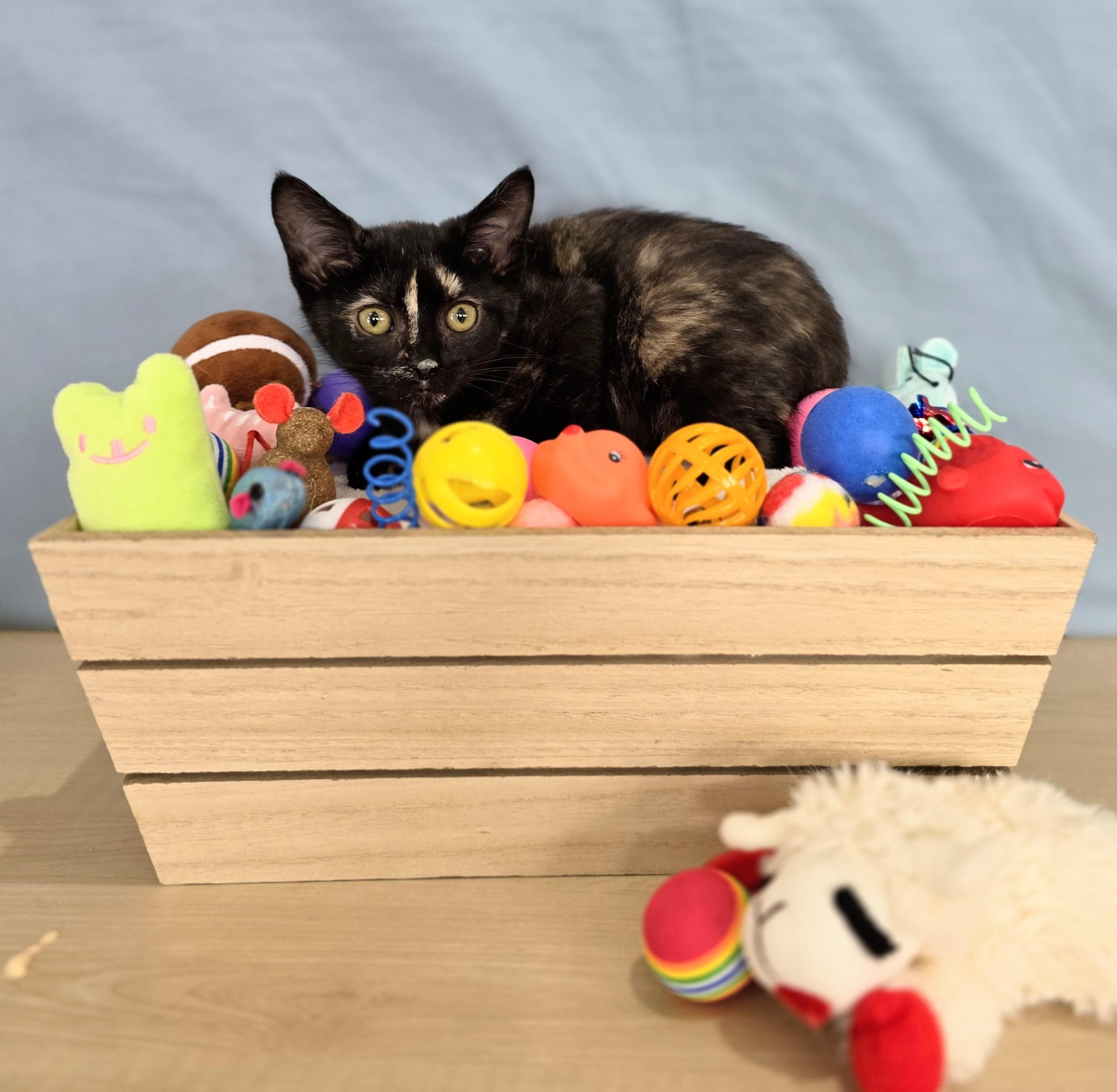 Jessie, an adopted Domestic Short Hair in Macomb Twp, MI image 2/3