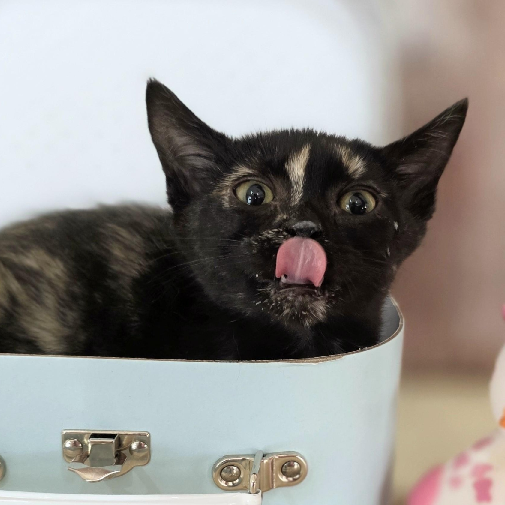Jessie, an adopted Domestic Short Hair in Macomb Twp, MI image 1/3