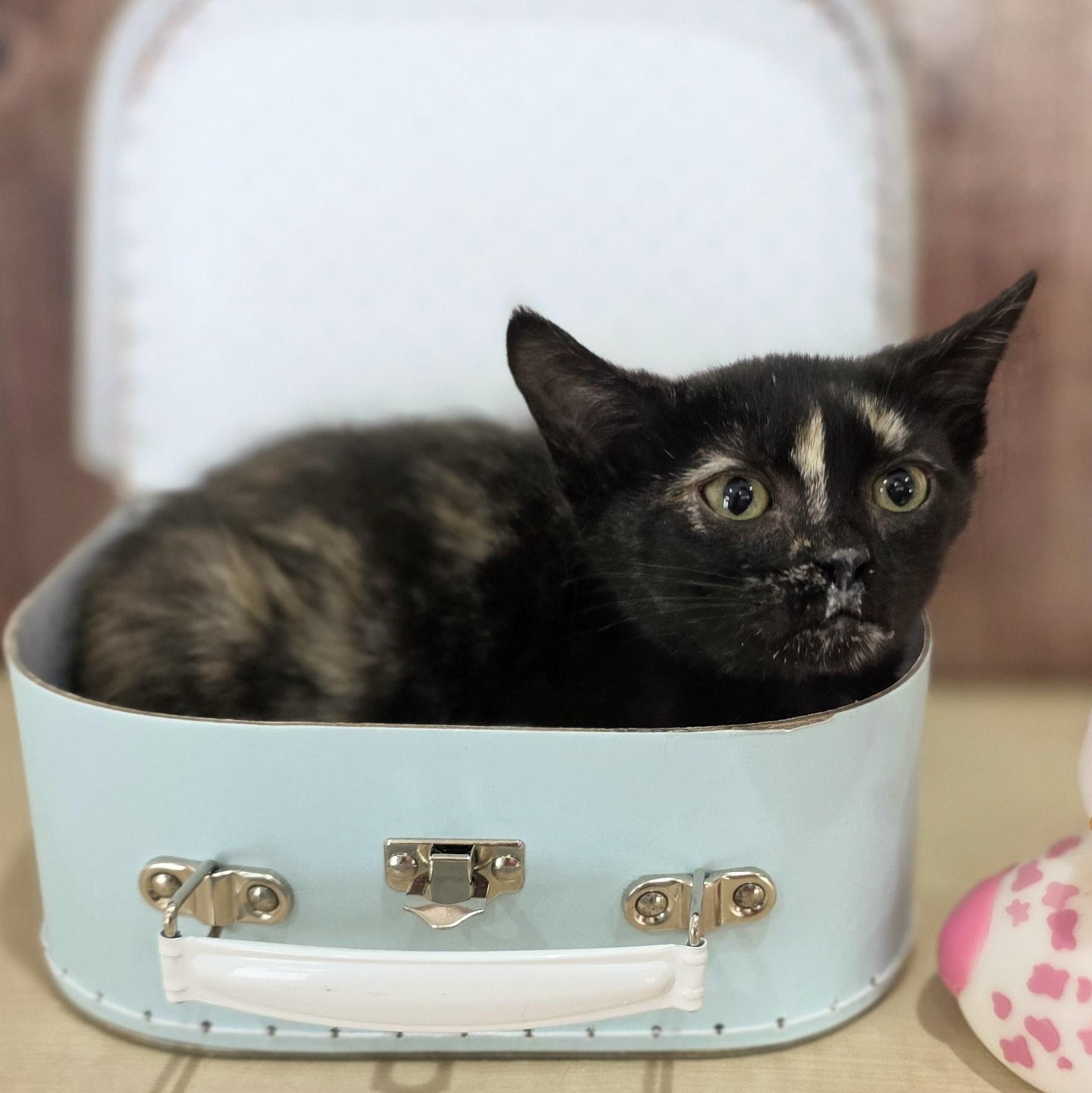 Jessie, an adopted Domestic Short Hair in Macomb Twp, MI image 3/3