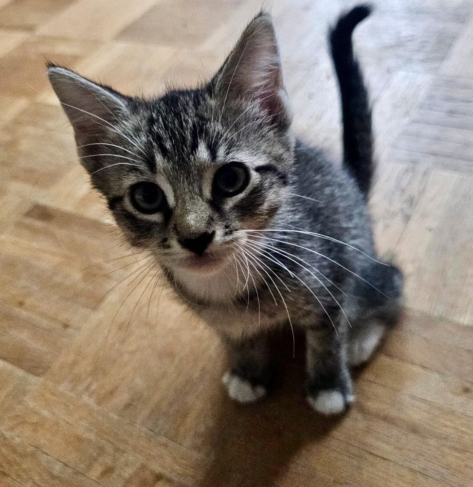 Fritz, a Adoptable Domestic Short Hair in Hudson, NH image 1/2