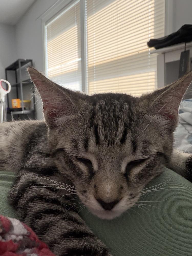Fritz, a Adoptable Domestic Short Hair in Hudson, NH image 2/2