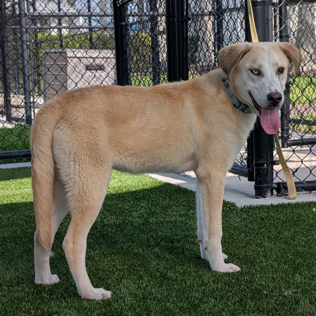 Baxter, Adoptable, Young Male Mixed Breed.