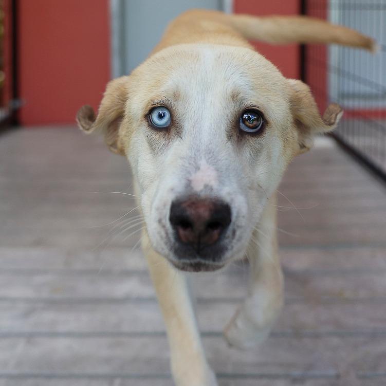 Enlarge Baxter, a Adoptable Mixed Breed in Bradenton, FL image 1/1