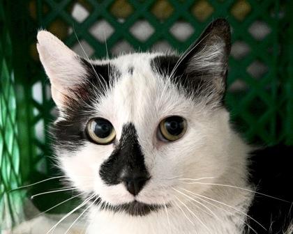 Enlarge Cat Stevens, a Adoptable Domestic Short Hair in West Seneca, NY image 1/3