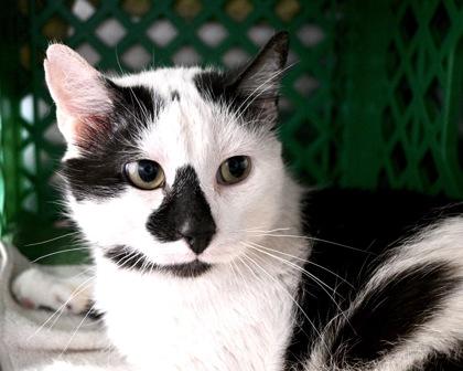 Enlarge Cat Stevens, a Adoptable Domestic Short Hair in West Seneca, NY image 2/3