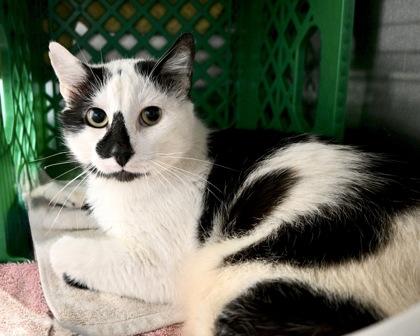 Enlarge Cat Stevens, a Adoptable Domestic Short Hair in West Seneca, NY image 3/3
