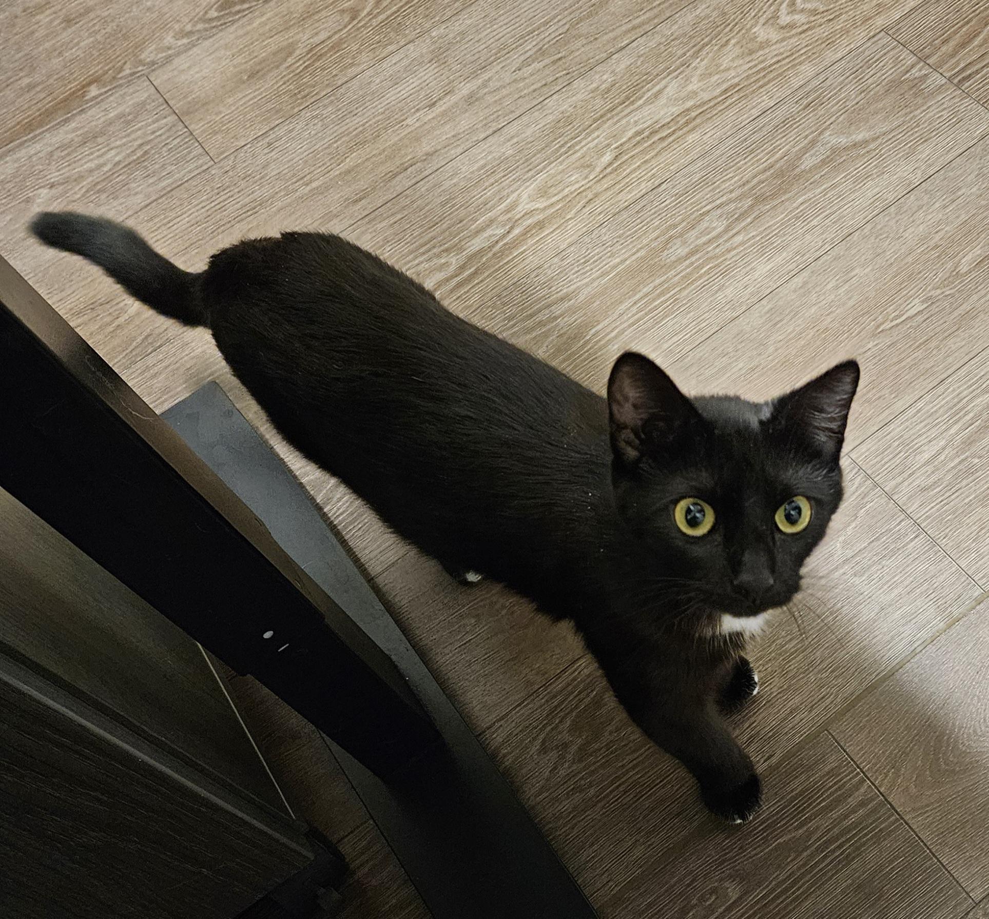 Enlarge Nina, a Adoptable Domestic Short Hair in Diamond Springs, CA image 1/3