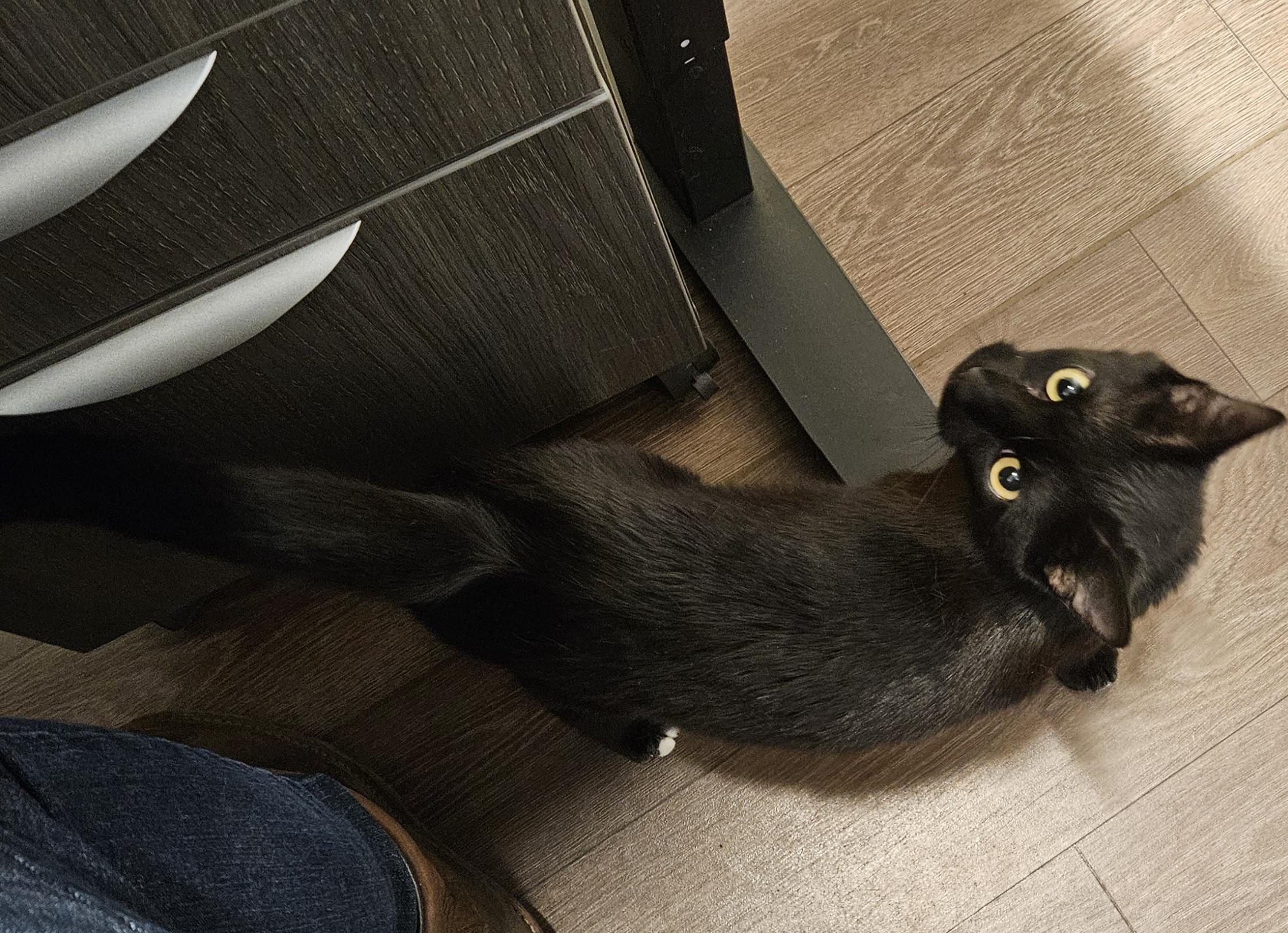Enlarge Nina, a Adoptable Domestic Short Hair in Diamond Springs, CA image 2/3