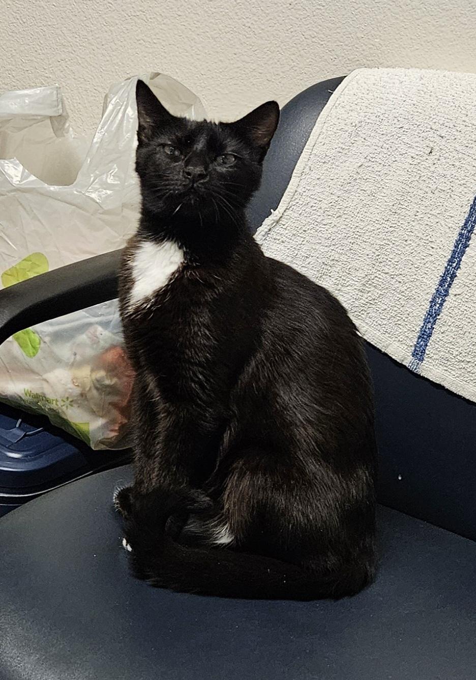 Enlarge Nina, a Adoptable Domestic Short Hair in Diamond Springs, CA image 3/3