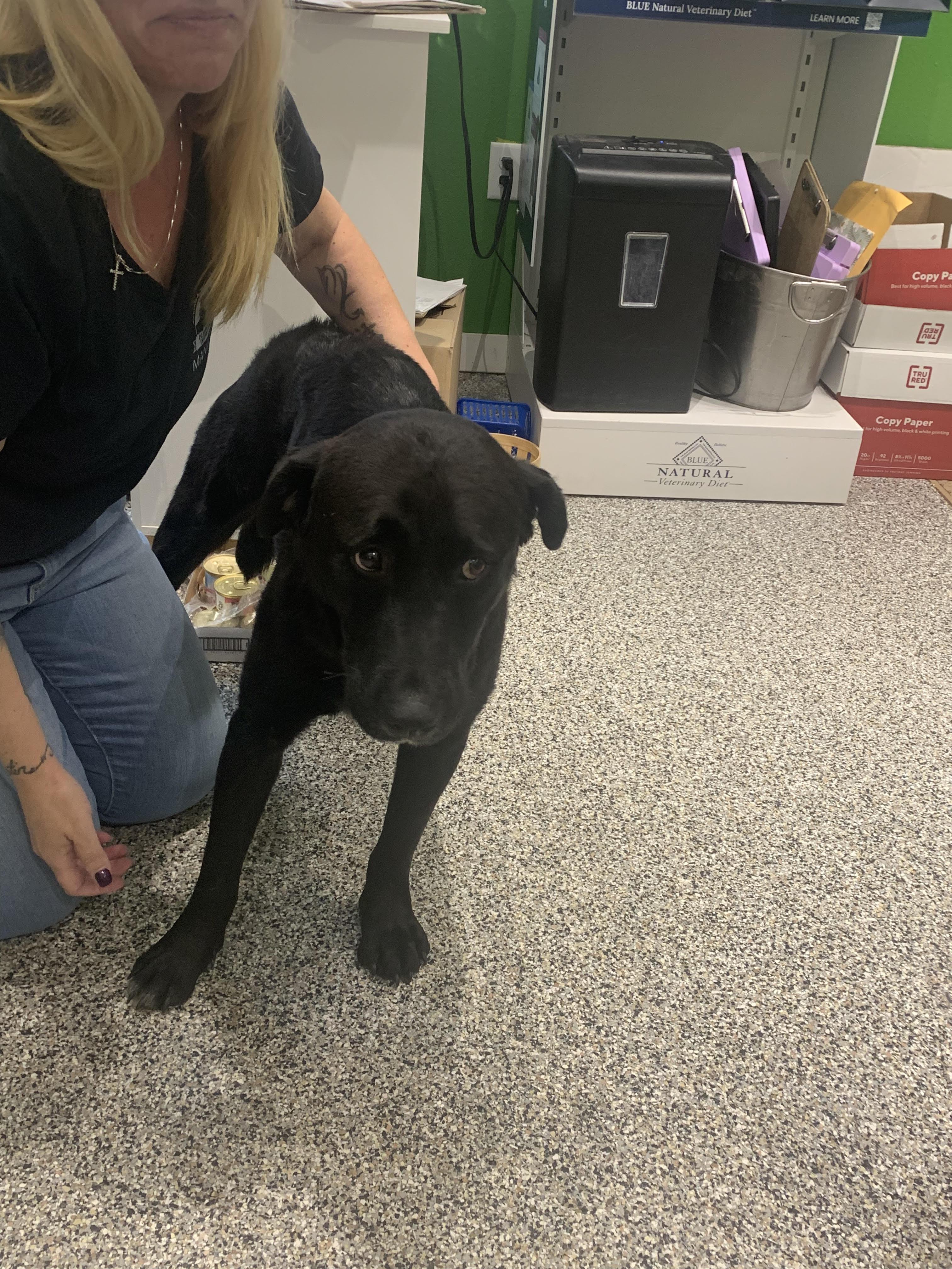 Enlarge Yogi, a Adopted Mixed Breed in Wheat Ridge, CO image 3/3