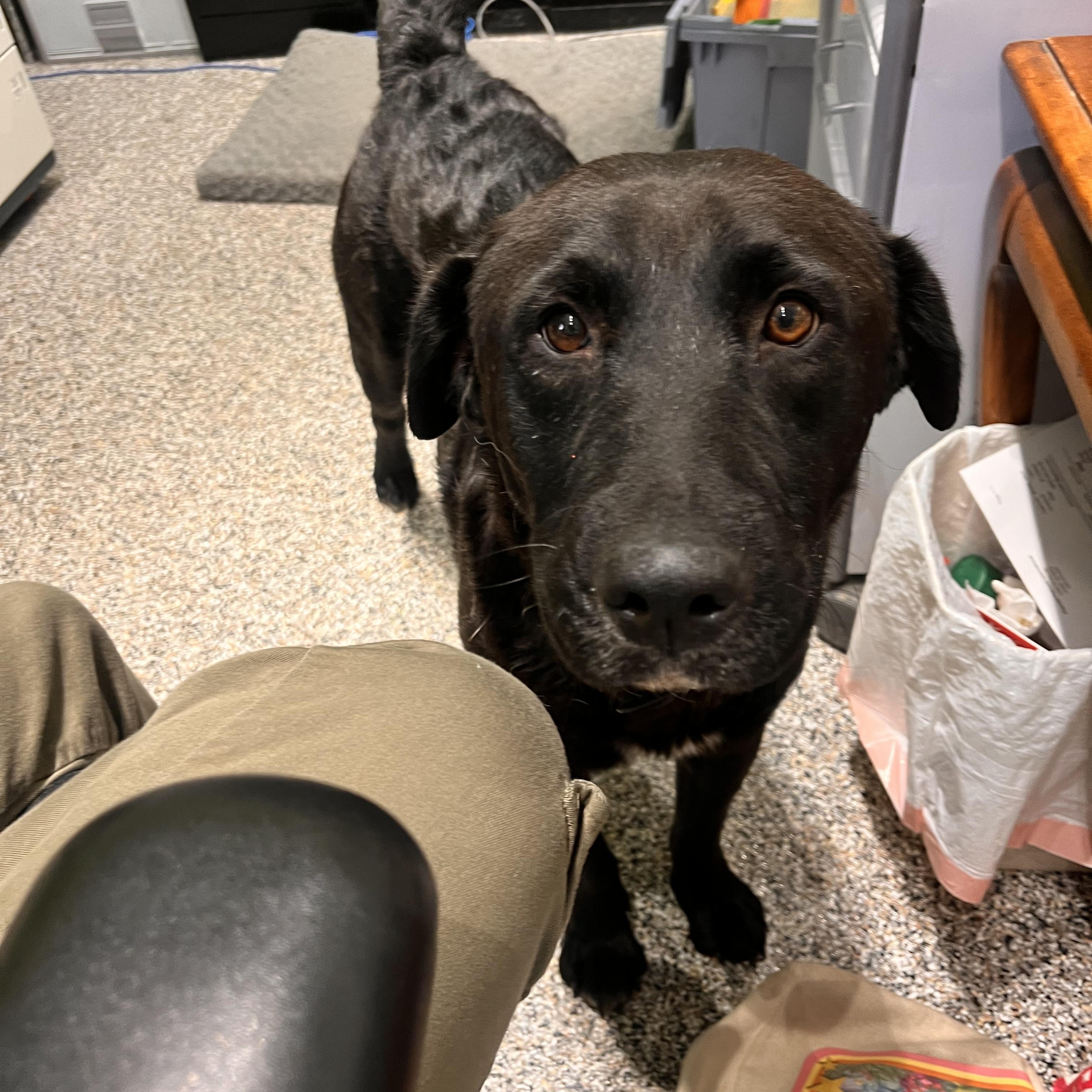 Enlarge Yogi, a Adopted Mixed Breed in Wheat Ridge, CO image 1/3