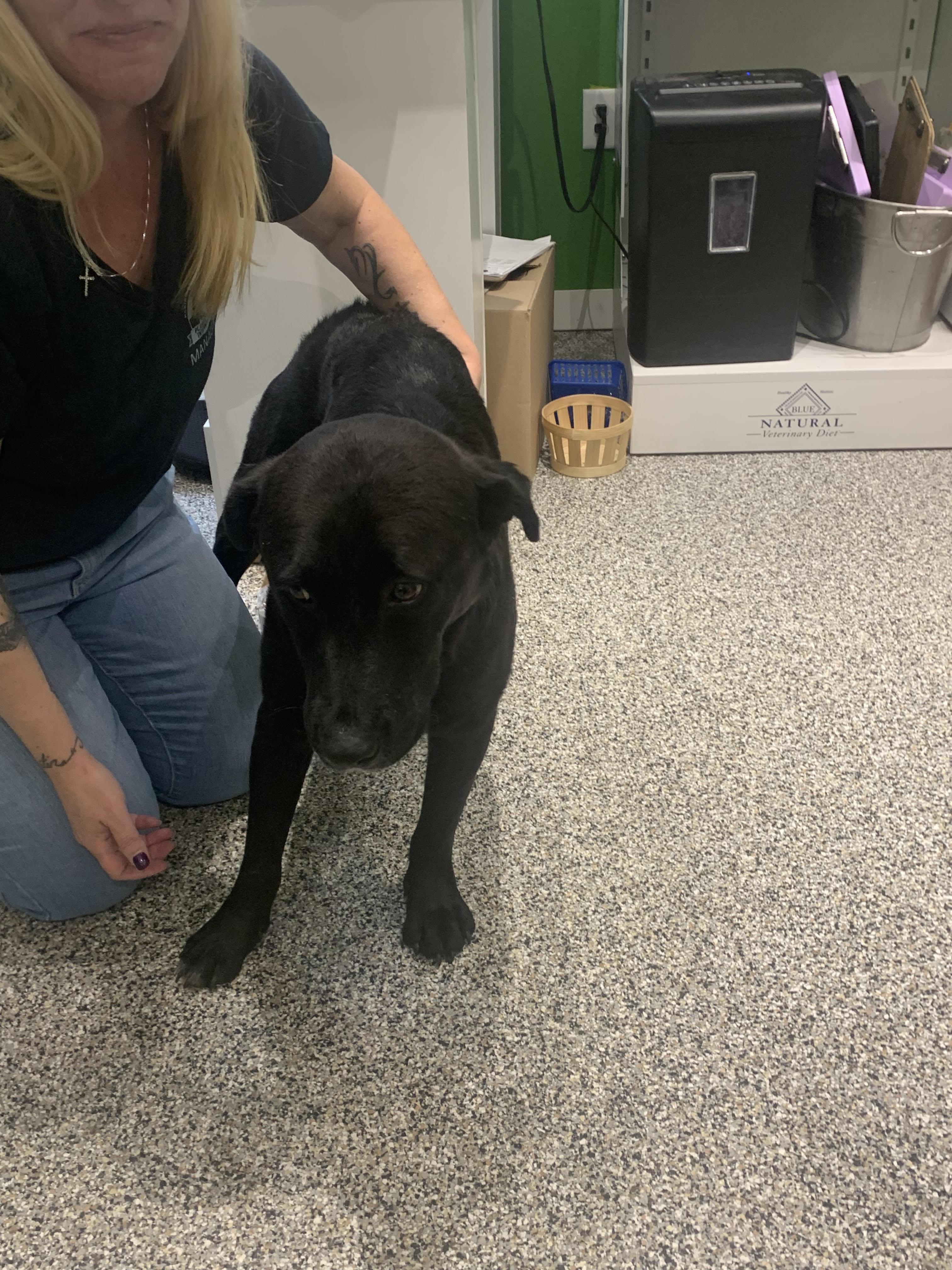 Enlarge Yogi, a Adopted Mixed Breed in Wheat Ridge, CO image 2/3