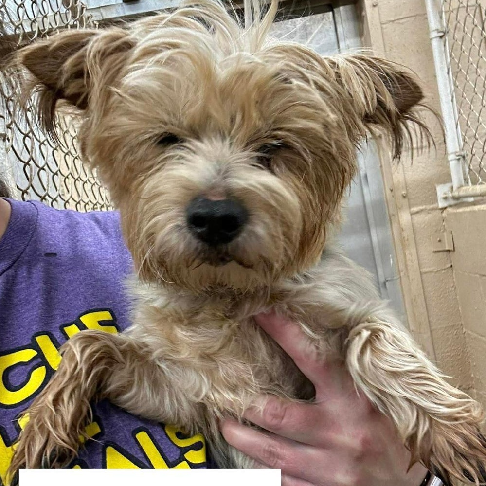 Star, ADOPTABLE, Adult Female Yorkshire Terrier.